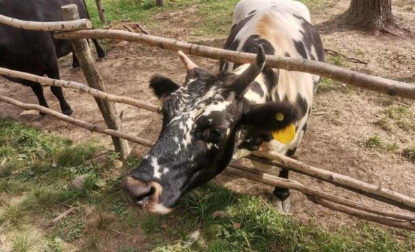 Какие добавки в рационе КРС могут снизить уровень выбросов кишечного метана