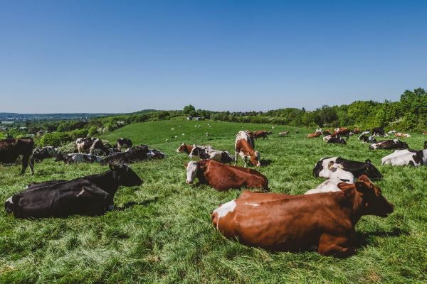 Объем производства скота и птицы в Кузбассе вырос на 17,9%