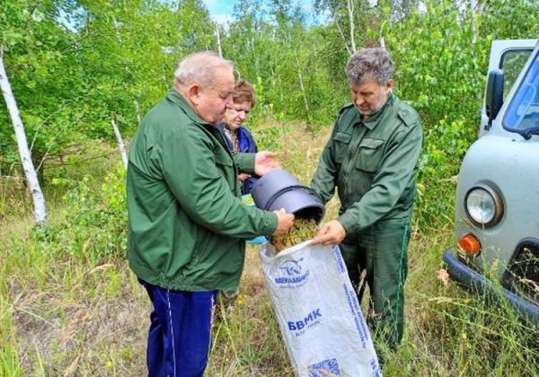 Свыше 400 кг семян березы заготовили в лесничествах Воронежской области